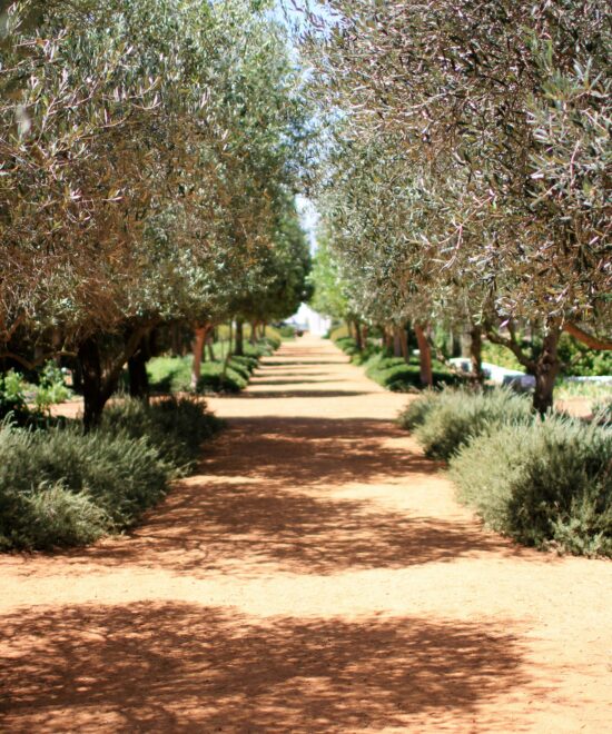 Degustazione in Uliveto, Alcamo